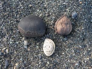 クリ、クルミ、ウメ