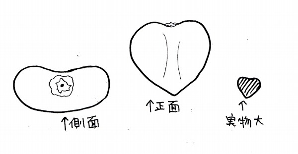 コブシの種の絵