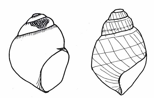 マルタニシとヒメタニシの絵