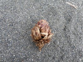 コウヨウザンの球果