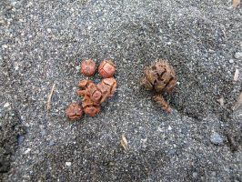 ヒノキ（左）とスギ（右）の球果