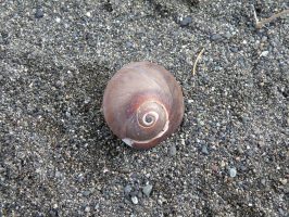 ツメタガイ