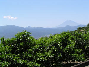 金時山から矢倉岳の尾根