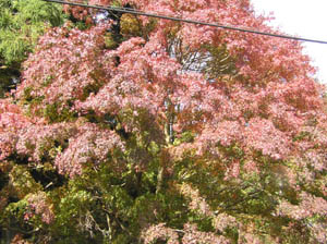 道沿いの紅葉