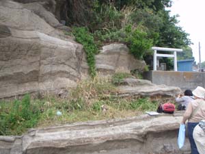 火山灰鍵層 Kn をはさむ三崎層の露頭