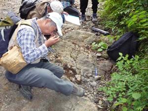 白滝火山礫凝灰岩を観察（三ツ峠登山道入り口）