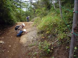 木無山への登山道にも三ツ峠礫岩が露出する（三ツ峠登山道木無山西）