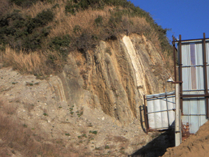 地層が直立する砂岩・泥岩互層の逗子層の露頭