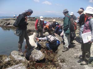潮間帯の生物の生息位置を確認する