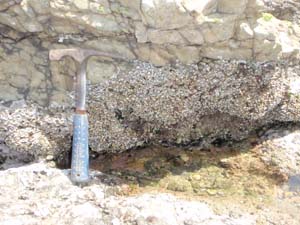 海水面付近に棲息するヤッコカンザシゴカイ（柴崎海岸）
