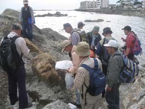 葉山層群の炭酸塩コンクリーションを観察する（一色海岸）