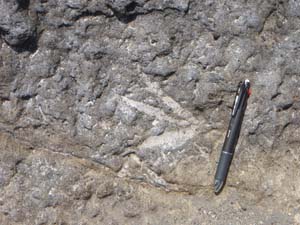 三崎層に残る生物の巣穴と思われる生痕化石（城ヶ島南西岸）