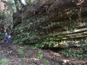 北にゆるく傾斜する池子層の泥岩露頭を観察する