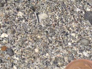 浦郷層中に含まれるフジツボ化石
