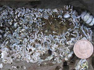 海面付近の泥岩に付着しているヤッコカンザシ (小坪)