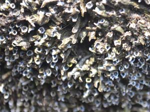密集する現生のヤッコカンザシ。口の形が特徴的