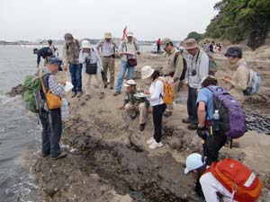 南西海岸の波食台で潮間帯のフジツボなどの生物を観察