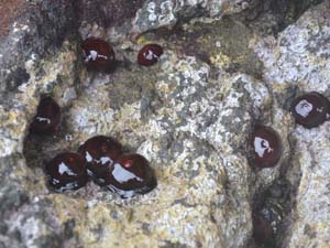 切り出した矢の痕が残る安山岩溶岩