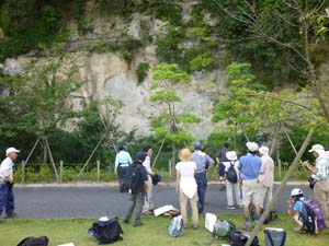 横須賀美術館裏の池子層の大露頭