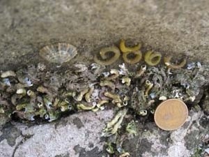 現生のヤッコカンザシの棲管