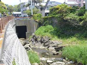 鴫立沢の大磯層の波蝕台