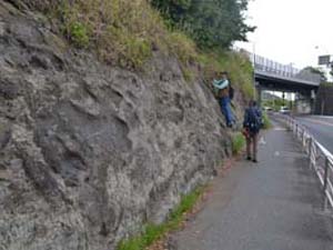 化粧坂西の高麗山層の波食台の高さを測る