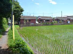 国府本郷馬場にみられる葛川低地の水田