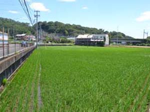 平塚学園グランド東側に広がる葛川低地の水田