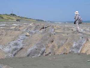 西小磯海岸に露出する大磯層の露頭