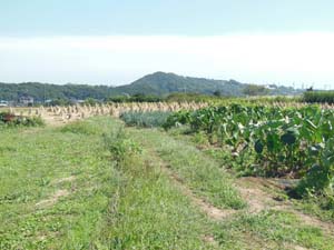 日向扇状地の段丘面上から東方、伊勢原断層の断層崖を望む
