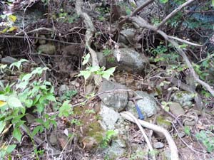 鈴川の中位段丘を作る段丘礫層の露頭を観察する　（上粕屋明神）
