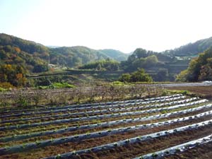 渋沢丘陵をなす山の尾根に広がる高位面と、その南の中位面（秦野市渋沢）