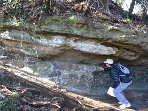 軽石質な泥質砂岩層からなる浦郷層の露頭(天園ハイキングコース）