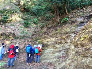 逗子層の泥岩からなる大露頭を観察する(建長寺　半僧坊の下）