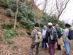 相模湖層群の砂岩-頁岩互層の露頭を観察する(厚木市棚沢　鳶尾山登山道　観光展望台北西)