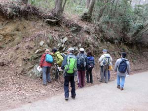 激しい変形をこうむっている相模湖層群の露頭を観察する（愛川町八菅山　鳶尾山登山道）