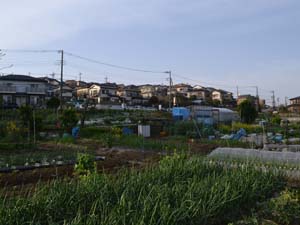 杉本小学校西側で、畑より高い位置の相模原面と、もう一段高い座間丘陵を展望する（海老名市国分北4丁目）
