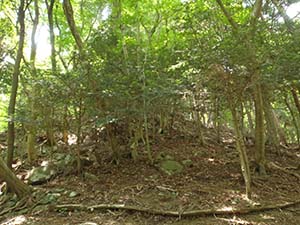 大山の南東斜面に自生する、モミを主とする大山の原生林（伊勢原市大山 二重社南）