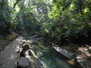 矢沢川右岸(写真右側)の河床に上総層群高津層と考えられる泥岩層がみられた(世田谷区等々力 　ゴルフ橋下)。