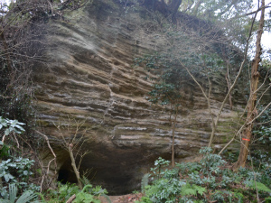 絹張山北の麓にみられる泥岩層(逗子層)とその上位の凝灰質砂岩層(池子層)の境界露頭(鎌倉市 浄明寺)。