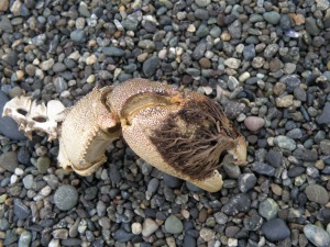 モクズガニのはさみ