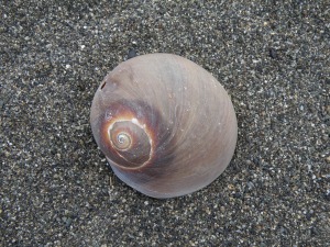 ツメタガイ
