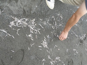 たくさん打ち上がった小魚
