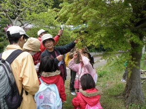 イロハモミジの花を観察