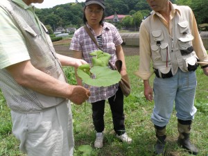 はじけたムラサキケマン