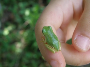 アマガエル