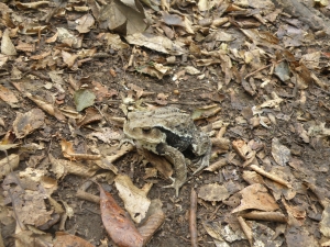 アズマヒキガエル