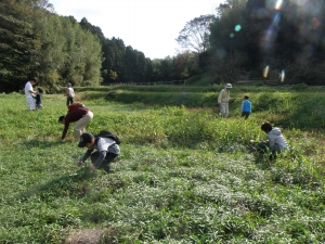 休耕田でなるべく多くの植物を探します