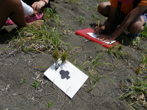 植物のマークに合わせて、特徴を書いていきます。