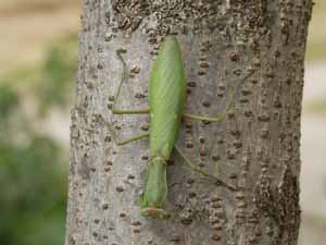 産卵を控えたハラビロカマキリの雌